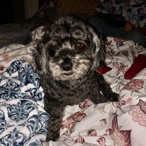 Meet your Posher, Dominique